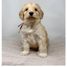 Manzanilla - Apricot female Australian Labradoodle puppy in Sacramento, California from Little Farmstead Labradoodles