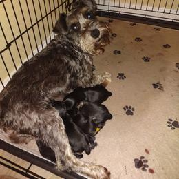 Miniature Schnauzer Puppies from Shenandoah Schnauzers