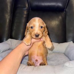 Buzz - Dapple male Dachshund puppy in Ceres, California from Rockin' M’s LilBitty Dachshunds (LBD)