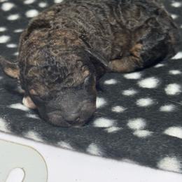Brindle - Phantom male Bernedoodle puppy in Petersburg, Michigan from Brittany’s Mini Bernedoodles