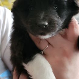 Shetland Sheepdog Puppies from Highland Shelties