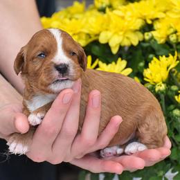 Scout - Red male Cavapoo puppy in Narvon, Pennsylvania from Stoltzfus Family Puppies (license number 18844)