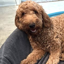 Goldendoodles from The Doods Spot