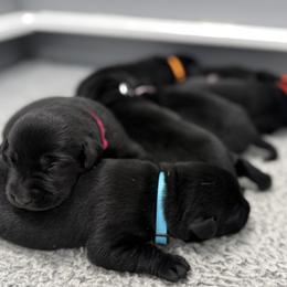 Pink - Black female Labrador Retriever puppy in Derby, Kansas from Wheatland Retrievers