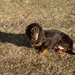 Charlotte - Dachshund