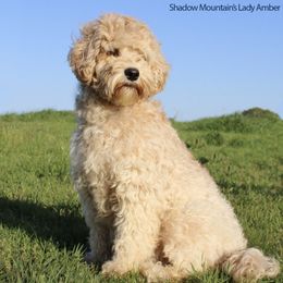 Amber - Australian Labradoodle