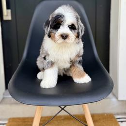 Donny- blue collar male - Tri-color male Bernedoodle puppy in Salt Lake County, Utah from Coco Avenue Pups