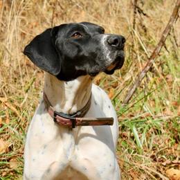 Letty - German Shorthaired Pointer