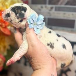 Mira - Harlequin female Great Dane puppy in Lehigh Acres, Florida from Florida Wrinkles