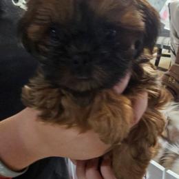 Ivy - Liver female Shih Tzu puppy in Middleburg, Florida from Furby Shih Tzu Family & Friends