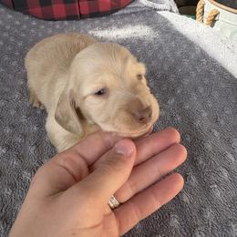 Gravy - Cream male Dachshund puppy in Hawley, Texas from Little e Dachshunds