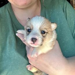 Elsa's sable girl 3 - Sable female Pembroke Welsh Corgi puppy in Clinton, Tennessee from High Hopes Farm