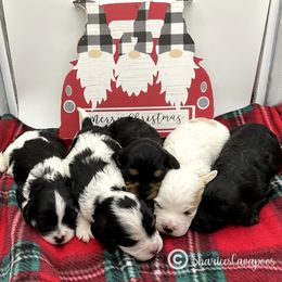 Cavapoo Puppies from Sharices Cavapoos