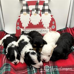 Cavapoo Puppies from Sharices Cavapoos
