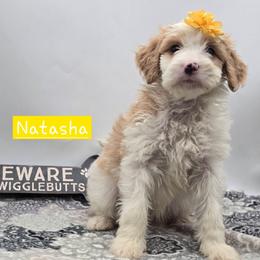 Natasha - Red female Bernedoodle puppy in Neillsville, Wisconsin from Granton Creek