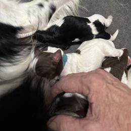 Cash - Black and white male English Springer Spaniel puppy in Borrego Springs, California from Desert Willow Kennel