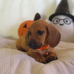 Clover - Red male Dachshund puppy in Phoenix, Arizona from Lengthydog.co