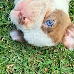 Aerith - Boston Terrier