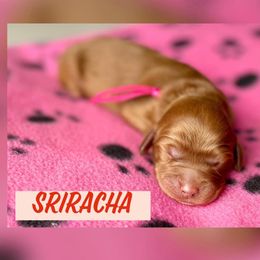 Sriracha - Goldendoodle puppy in Bartow, Florida from Furever Doodles
