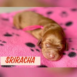 Sriracha - Goldendoodle puppy in Bartow, Florida from Furever Doodles