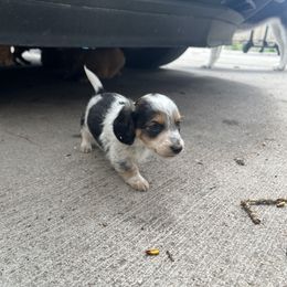 Dachshund and Golden Retriever Puppies from Wyo Dachshunds & Goldens