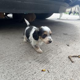 Dachshund and Golden Retriever Puppies from Wyo Dachshunds & Goldens