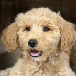 Assorted Doodle Crosses and Poodles from Brandi’s Southern Doodles & Poodles, LLC