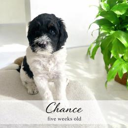 Chance - Black and white male Bernedoodle puppy in Huntsville, Alabama from Falcon Ridge Doodles