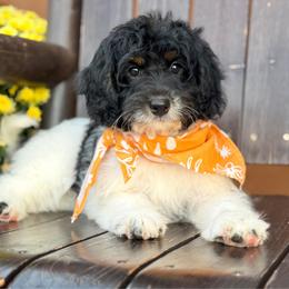 Hope - Tri-color female Bernedoodle puppy in Wickenburg, Arizona from Houskerville Doodles
