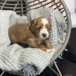 Onyx - Red  Goldendoodle puppy in Utah from You Are My Sunshine Doodle