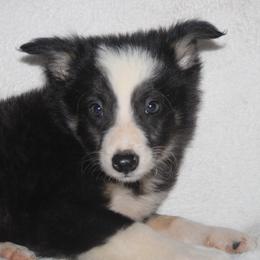 Ulysses - Black and white male Border Collie puppy in Cedartown, Georgia from Ferguson Border Collies