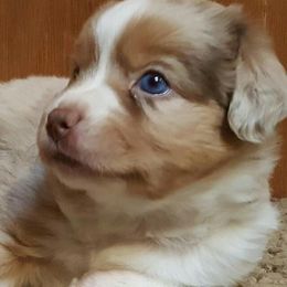 Miniature American Shepherd and Miniature Australian Shepherd Puppies from Skiba Mini Aussies