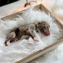 Peter - White and red merle male Bordoodle puppy in Valley Center, California from Circle R Valley Bordoodls