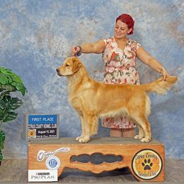 Ross - Golden Retriever