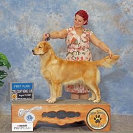 Ross - Golden Retriever