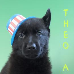 Theo-Adore - Black male German Shepherd puppy in De Land, Florida from 3B’s Animal Artistry
