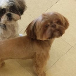 Shih Tzus from Liz’ Shih Tzu Companions