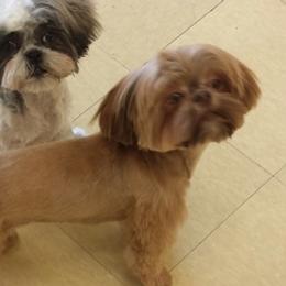 Shih Tzus from Liz’ Shih Tzu Companions