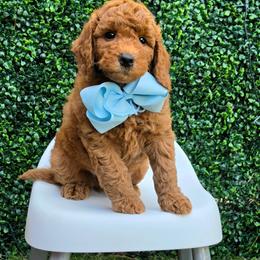 Boy 3 - male Goldendoodle puppy in Kountze, Texas from Texas Doodles LLC