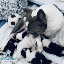 French Bulldog Puppies from Frenchies’ Bakery