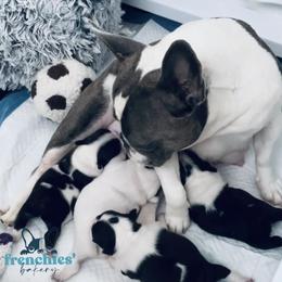 French Bulldog Puppies from Frenchies’ Bakery