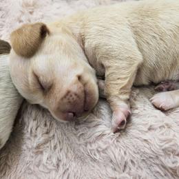 Diamond - Cream female Dachshund puppy in El Mirage, Arizona from Sunset Dachshunds