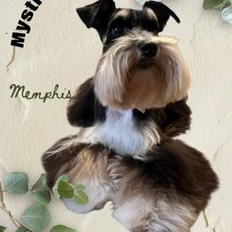 Memphis - Miniature Schnauzer