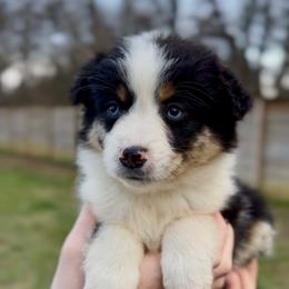 Ember - Girl 1 - Blue merle female Miniature Australian Shepherd puppy in Murfreesboro, Tennessee from Norby's Mini Aussies