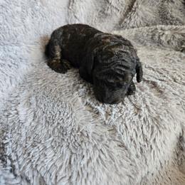 Sable girl - Sable female Poodle puppy in Bauxite, Arkansas from Mountain Ridge Poodles