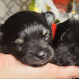 Pomeranian puppies from Beastly Beauties Huskies & Pomskies