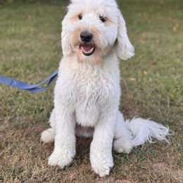 Findley - Cream male Goldendoodle puppy in Potterville, Michigan from Heart of Michigan Goldendoodles