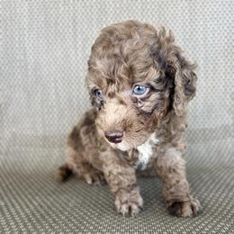 Happy - Merle male Goldendoodle puppy in Fate, Texas from Tiny Paws Goldendoodles