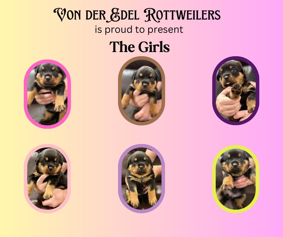 Von der Edel Rottweilers in Oregon | Rottweiler puppies | Good Dog
