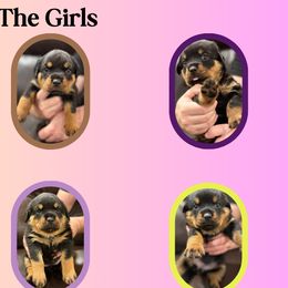 Rottweilers from Von der Edel Rottweilers